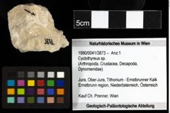 Foto (Objekt + Etiketten) von Cyclothyreus sp. 